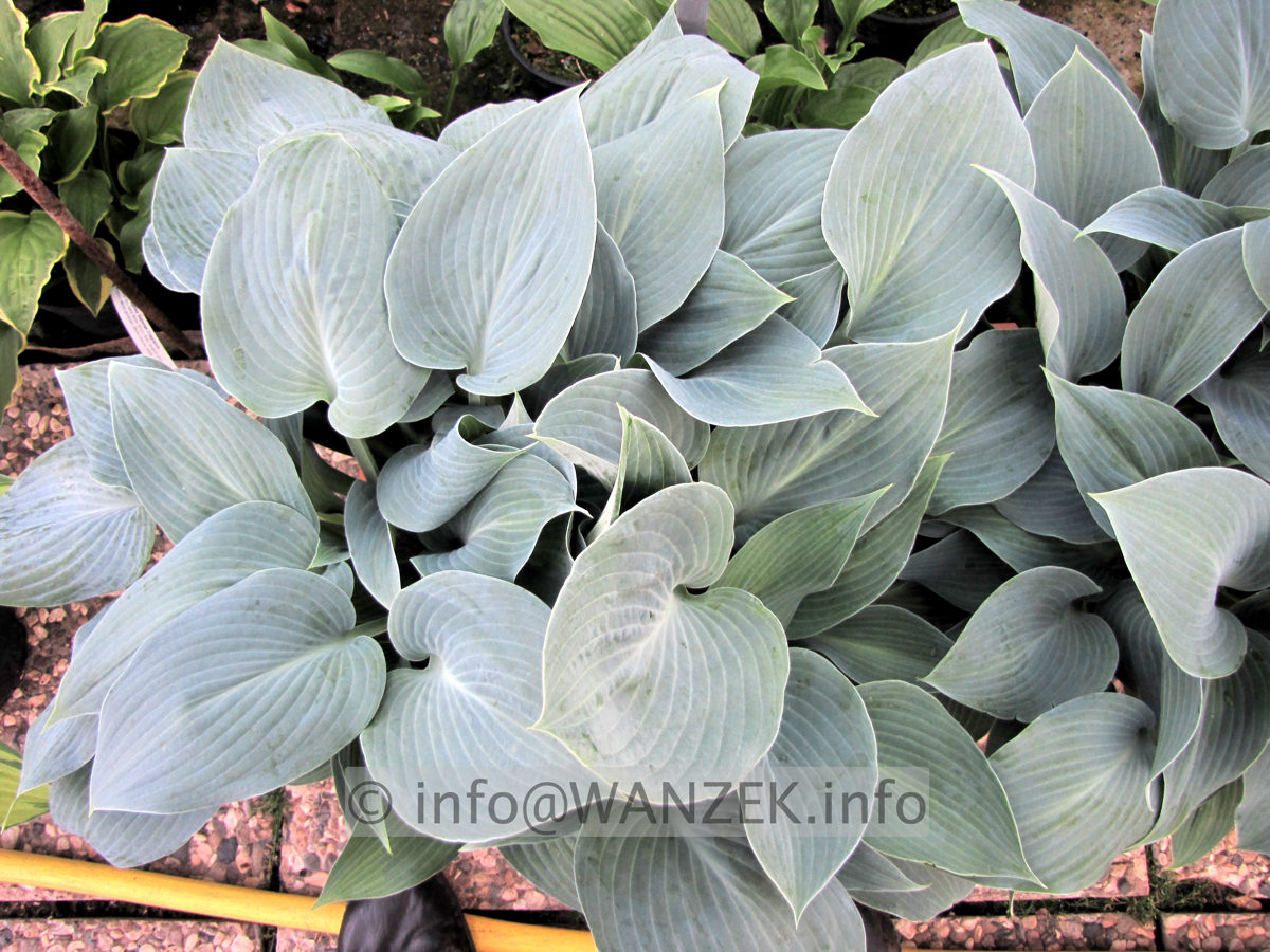 Hosta tardiana Halcyon 03.JPG